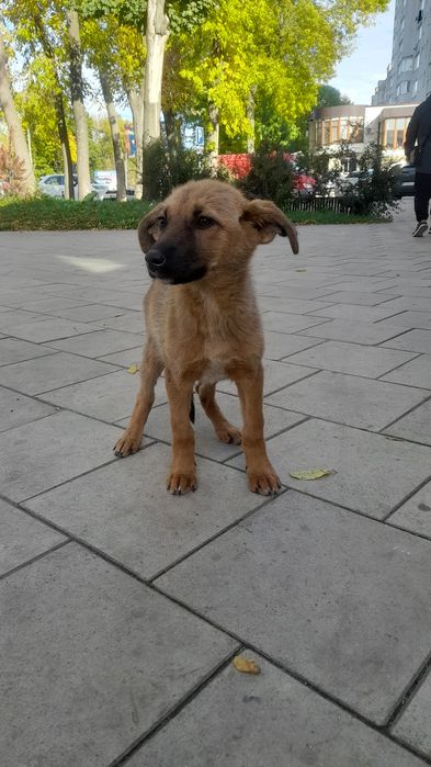 Дівчата цуценятко в добрі руки