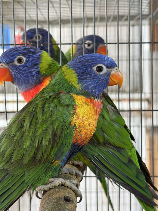 Loris  Molucanus Arco Iris