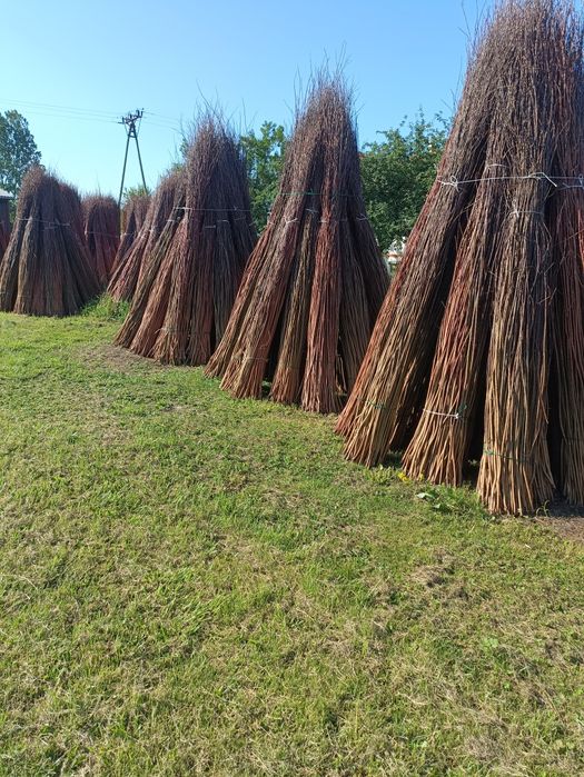 Wiklina sucha wysokość od 130 do 250