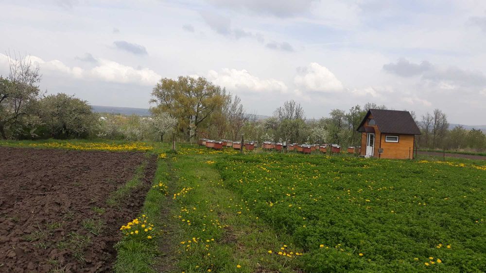 Продаються вулики разом із бджолами