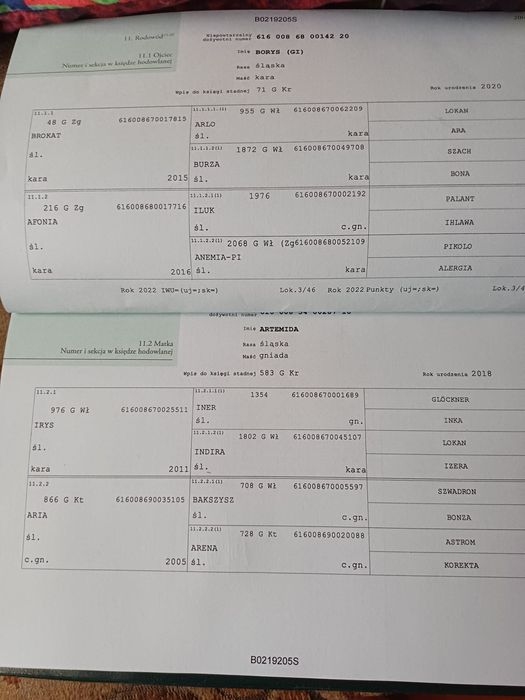 Źrebak Śląski odsadek