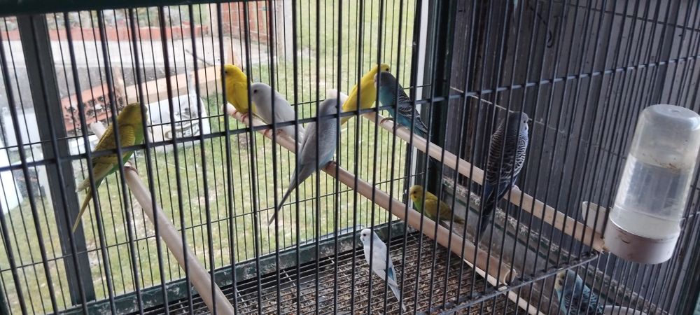 Periquitos várias cores