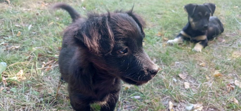 Віддам в хороші руки