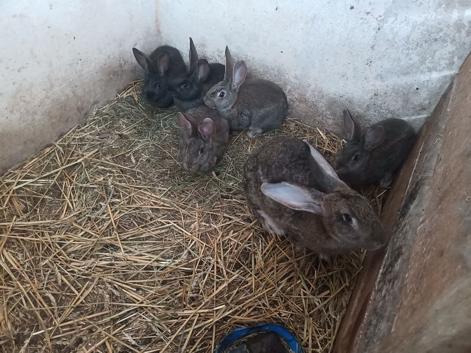 Królica i 5 młodych po belgu