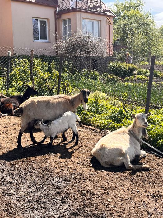 Продаю кози недорого