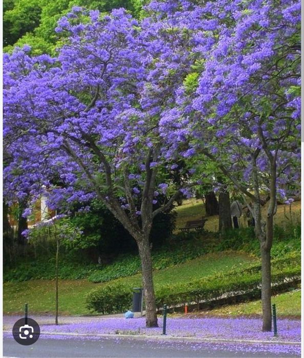 jacarandá-mimoso, -  carobaguaçu,