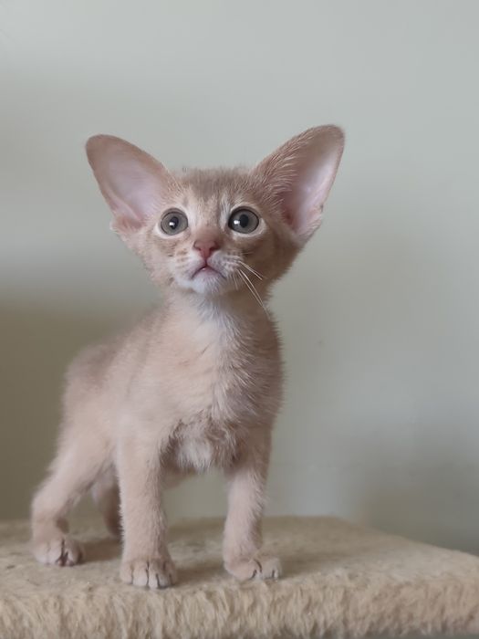 Абиссинский мальчик Фавн, 3 месяца