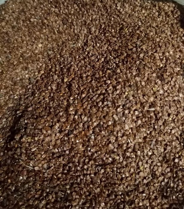 Продам насіння вільхи