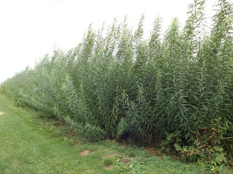 Do sprzedania polecam 1000 sztuk sadzonek wierzby energetycznej Gigant