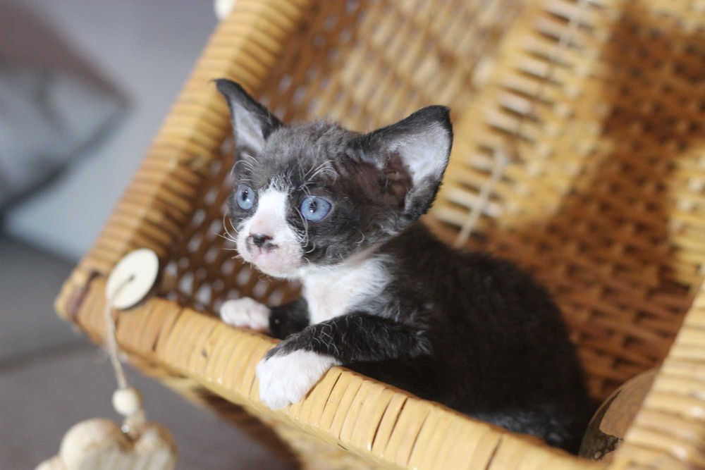 Wednesday - koteczka Devon Rex po championie