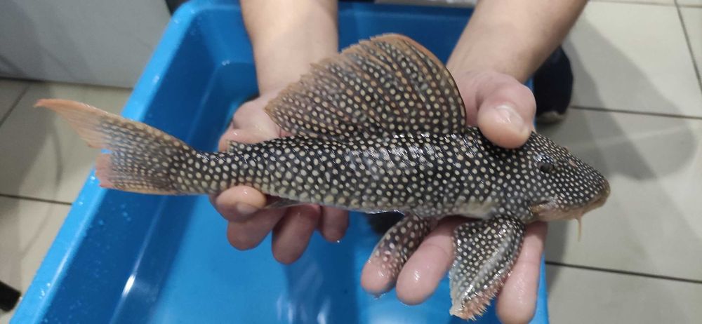 Скобинанциструс ауреатус L014 (Scobinancistrus aureatus L014)