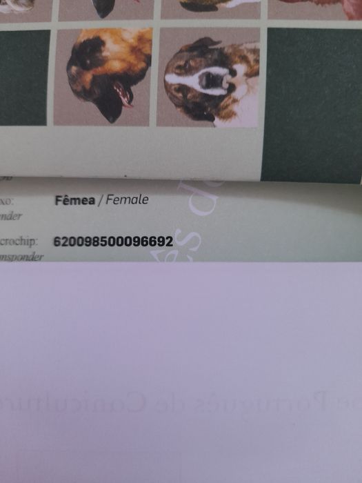 Spitz Lulu SUPERMINI machinho