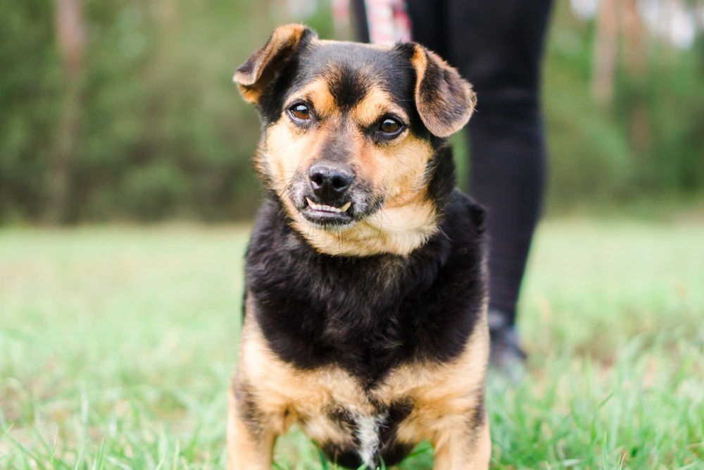 4 letni Szkrabek szuka domu!