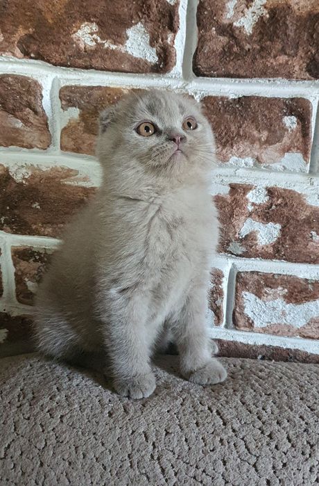 Веслоухие котята