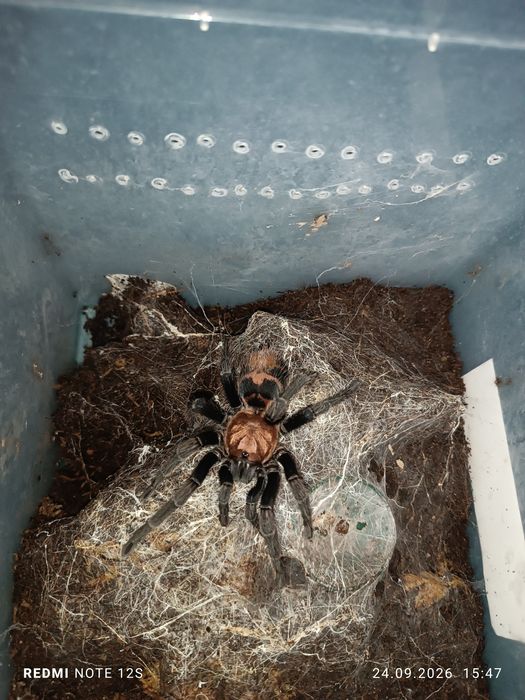 Davus Pentaloris