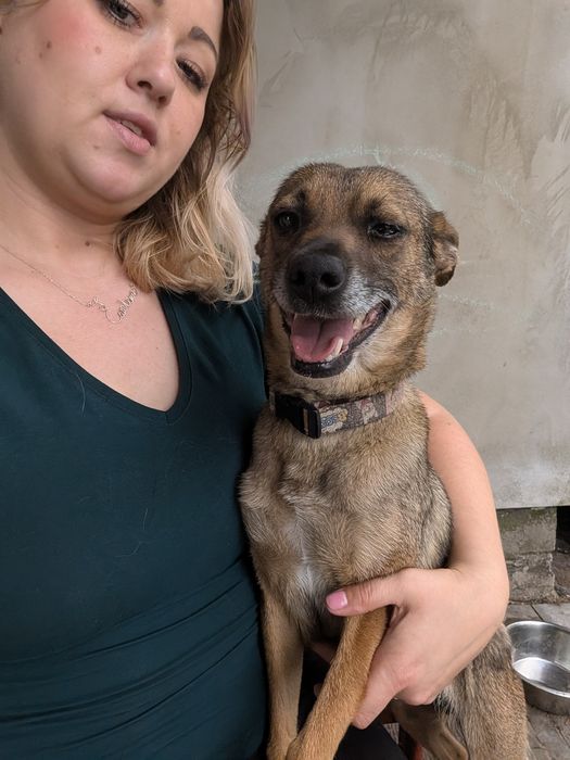 Kosia malutka sunia szuka domu