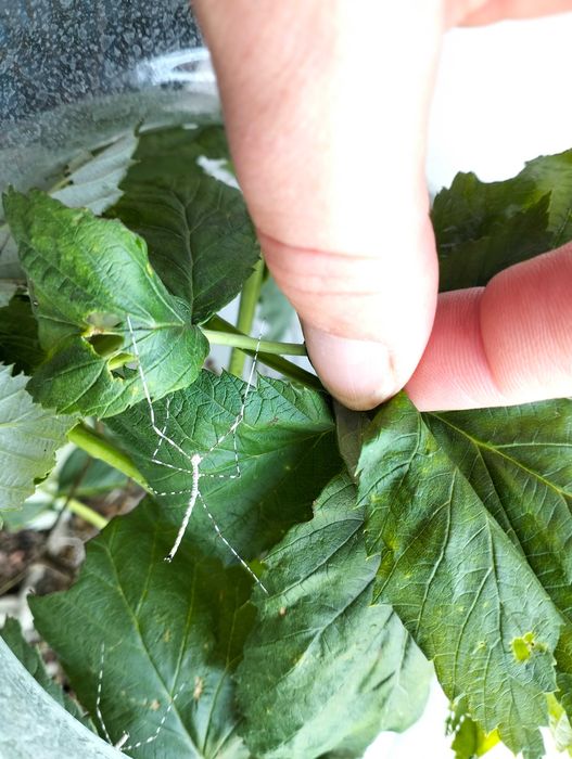 Patyczaki "sól i pieprz" , pręgowane - 5 szt.