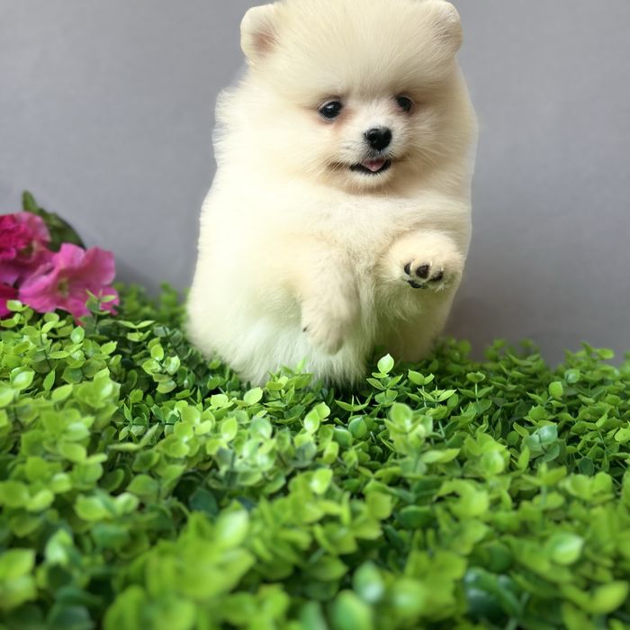 лялькова дівчинка тип ведмедик