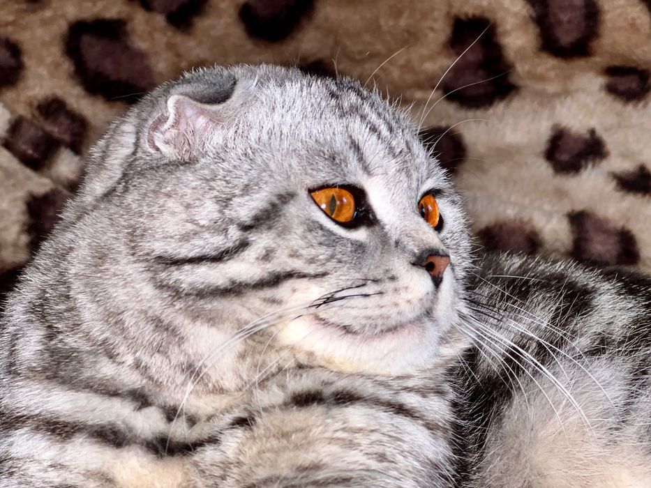 Шотландец вислоухий