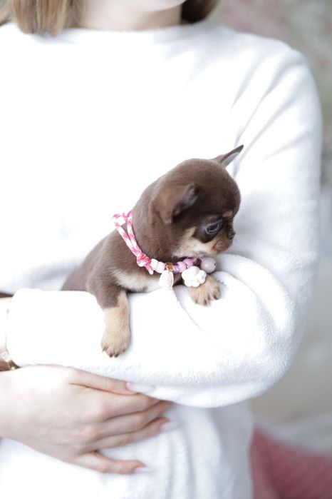 Mikro chihuahua FCI dziewczynka