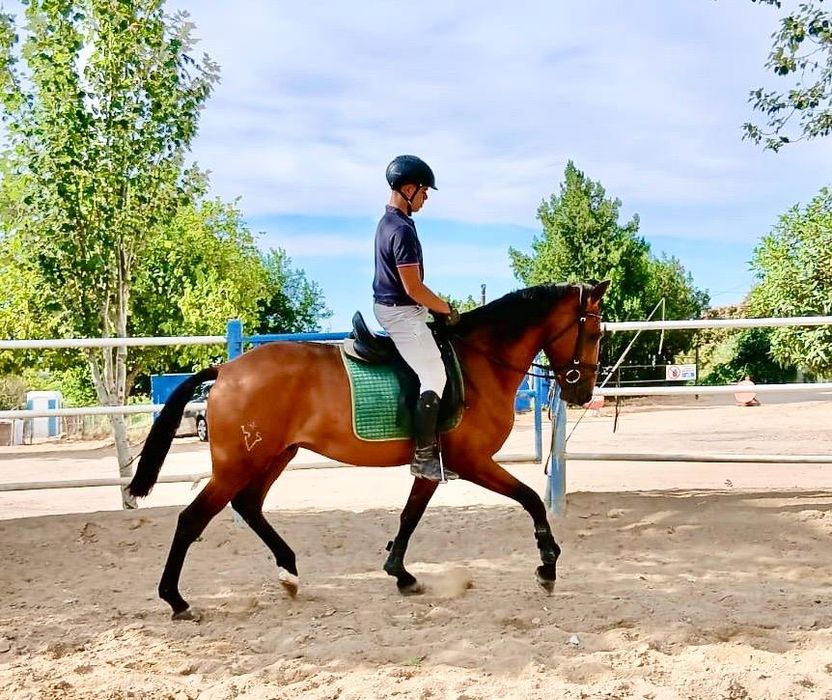 Animais lusitanos puros