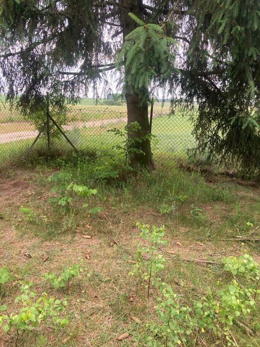 Dzialka 4000 m/2 na sprzedaz- Husinka Gmina Biala Podlaska