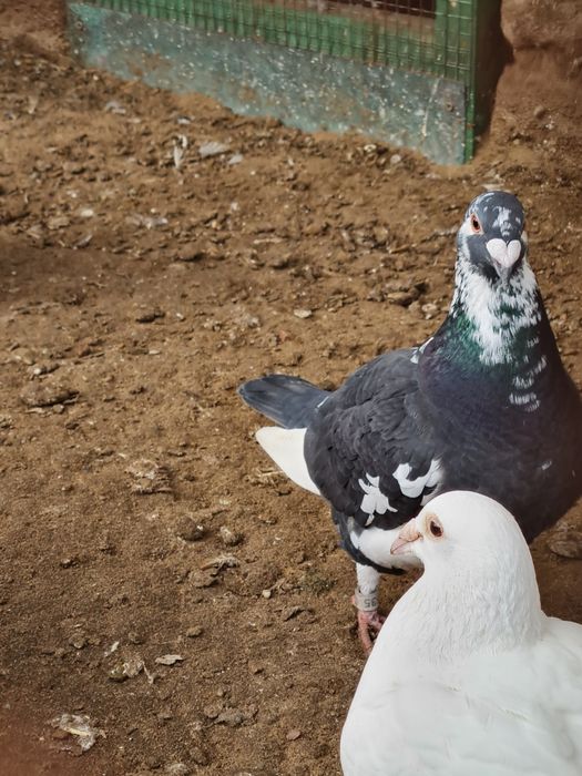 Młode gołębie staropolskie