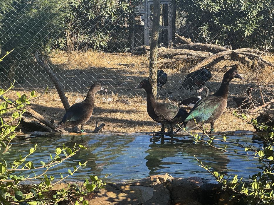 Patos Cairina moschata