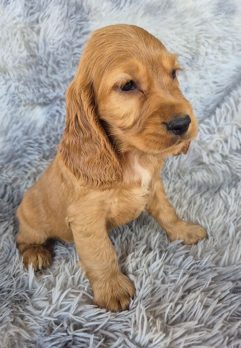 Cocker spaniel suczka 4