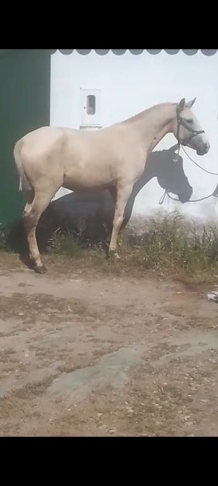 Vendo poldra Palomina
