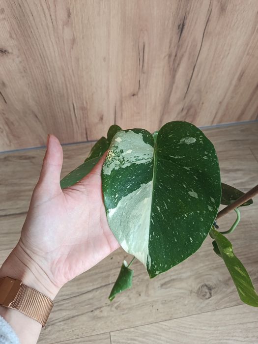 Monstera thai constelation noid