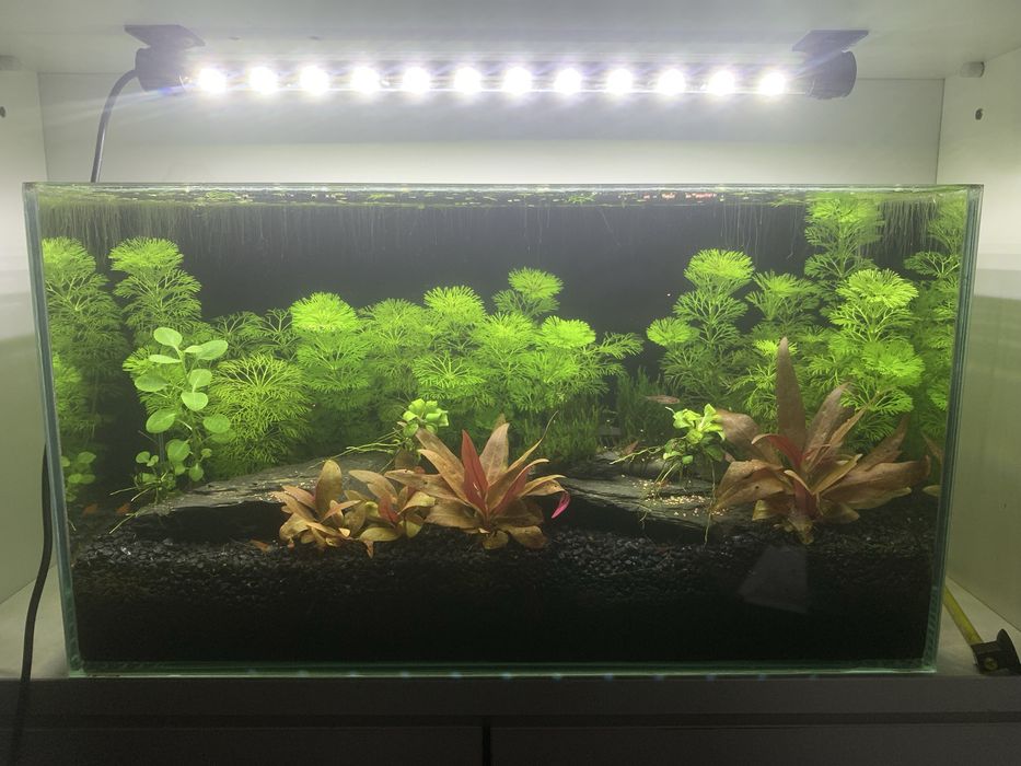 Akwarium 13L z lampą i pokrywa