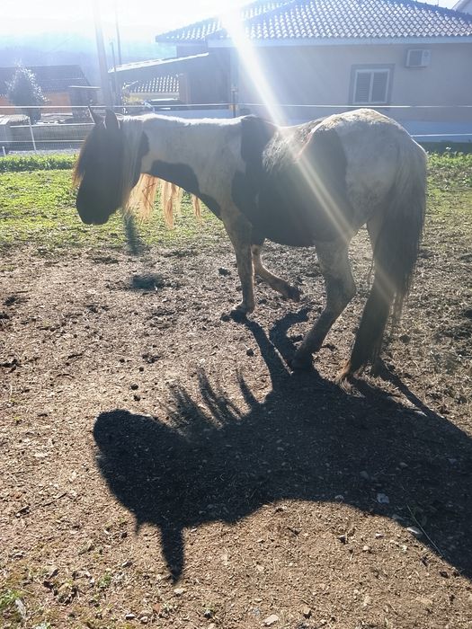 Cavalo macho de raça Pampa Brasileiro