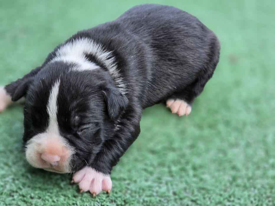 Piesek american bully  z metryką