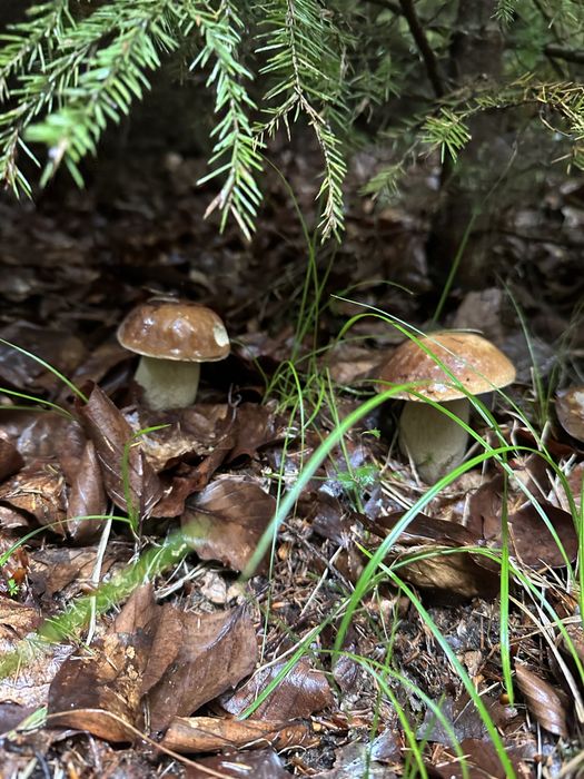 Котедж "Карпатська ідилія "Ворохта.