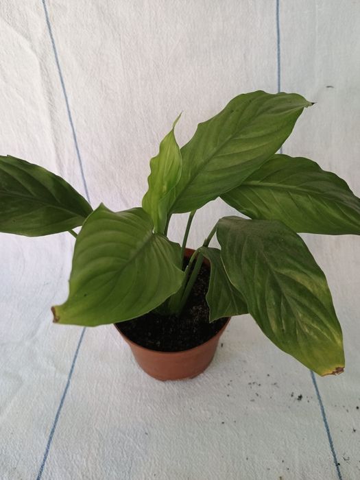 Спатифілум , " жіноче щастя"