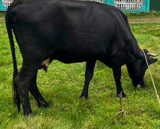 Продам  молоду корову
