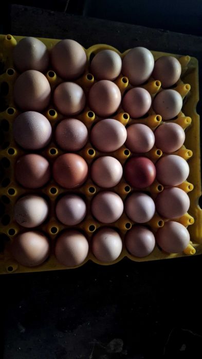 Ovos de galinhas com postura no solo