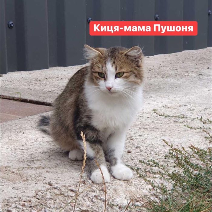 Киця і три малюка шукають дім