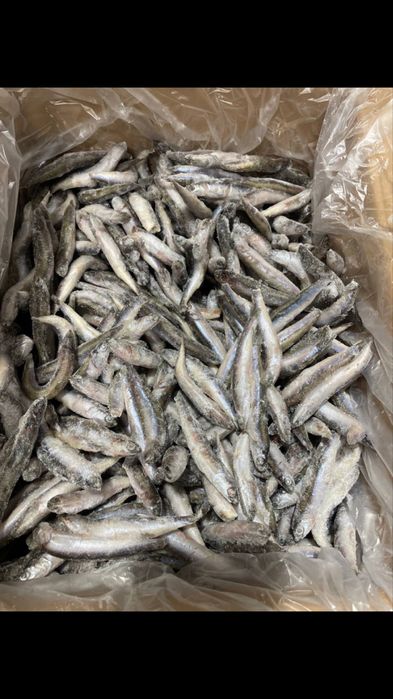 Анчоус, барабуля, ставрида. Чорноморська свіжоморожегна риба