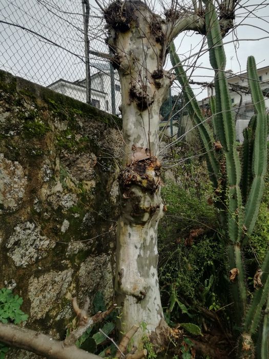 Nogueira,e plátano lindo.para madeira..