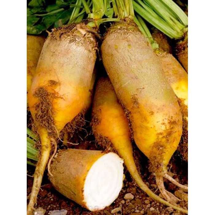 Буряк кормовий i цукровий
