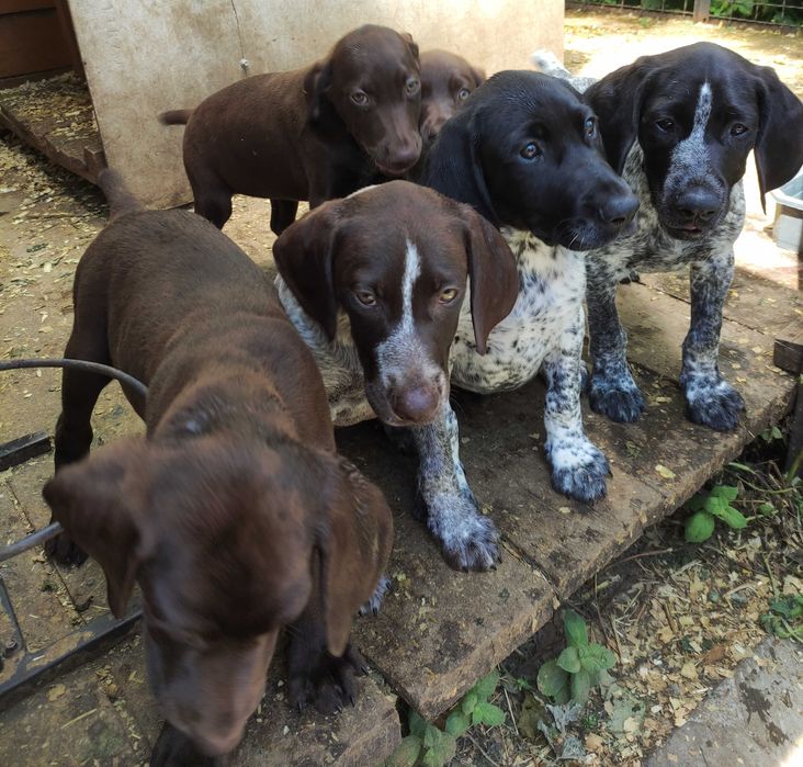 цуценята курцхаар