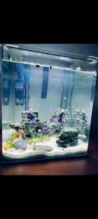 Aquário de peixes água quente