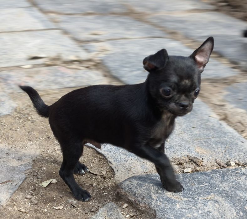 Детки чихуахуа мини и стандарт