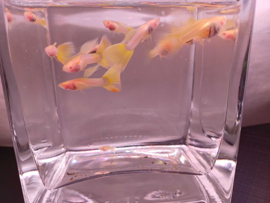 Gupik Albino Yellow Glass - para