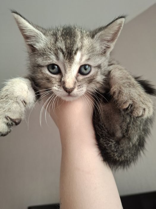 Кошенята в люблячі руки