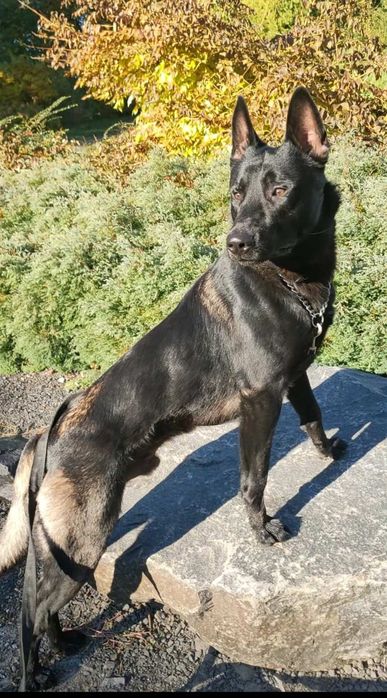 Малінуа бельгійська вівчарка щенята