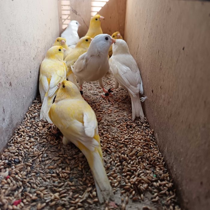 Canários de 2025 anilhados