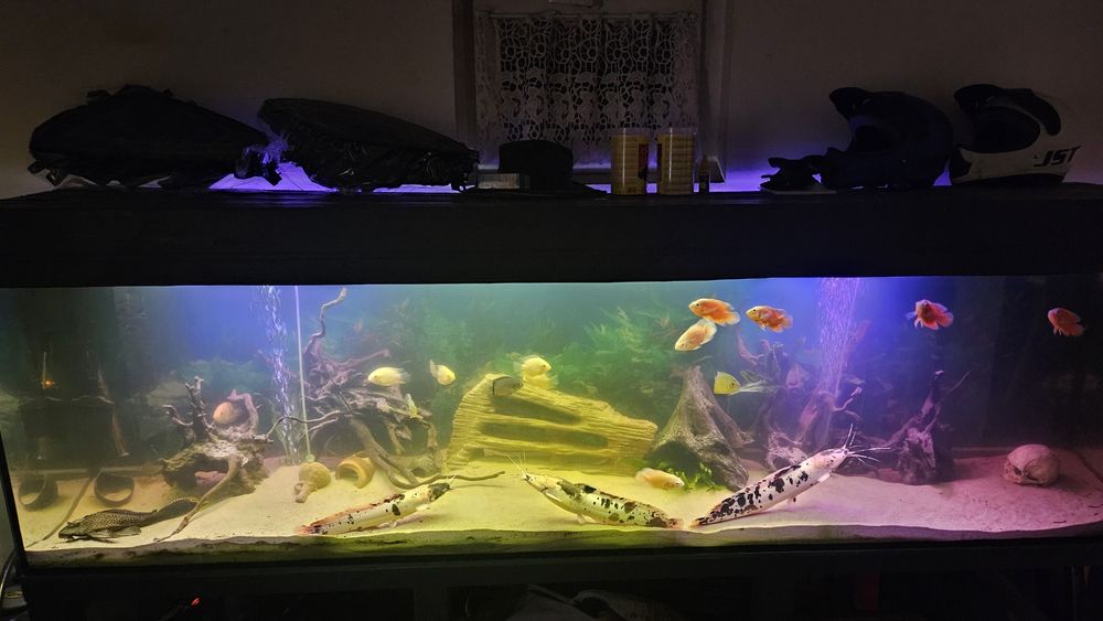 Akwarium 260 cm długie